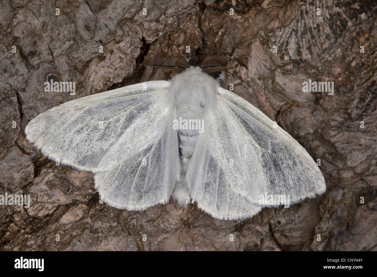 Satin moth, White Satin Moth (Leucoma salicis), male, Germany Stock Photo