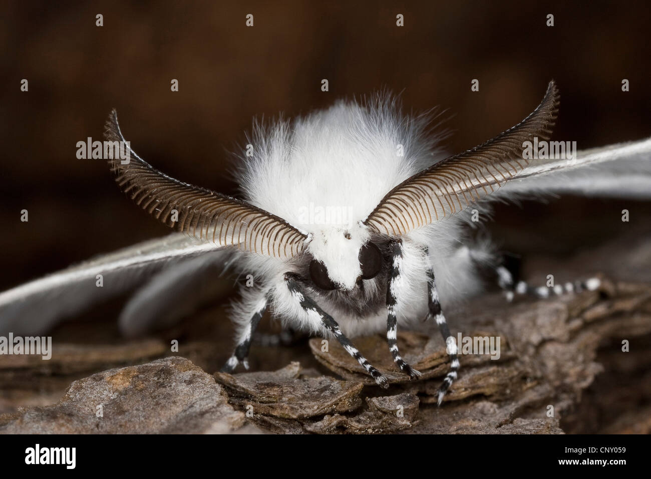 Satin moth, White Satin Moth (Leucoma salicis), male sitting on bark, Germany Stock Photo