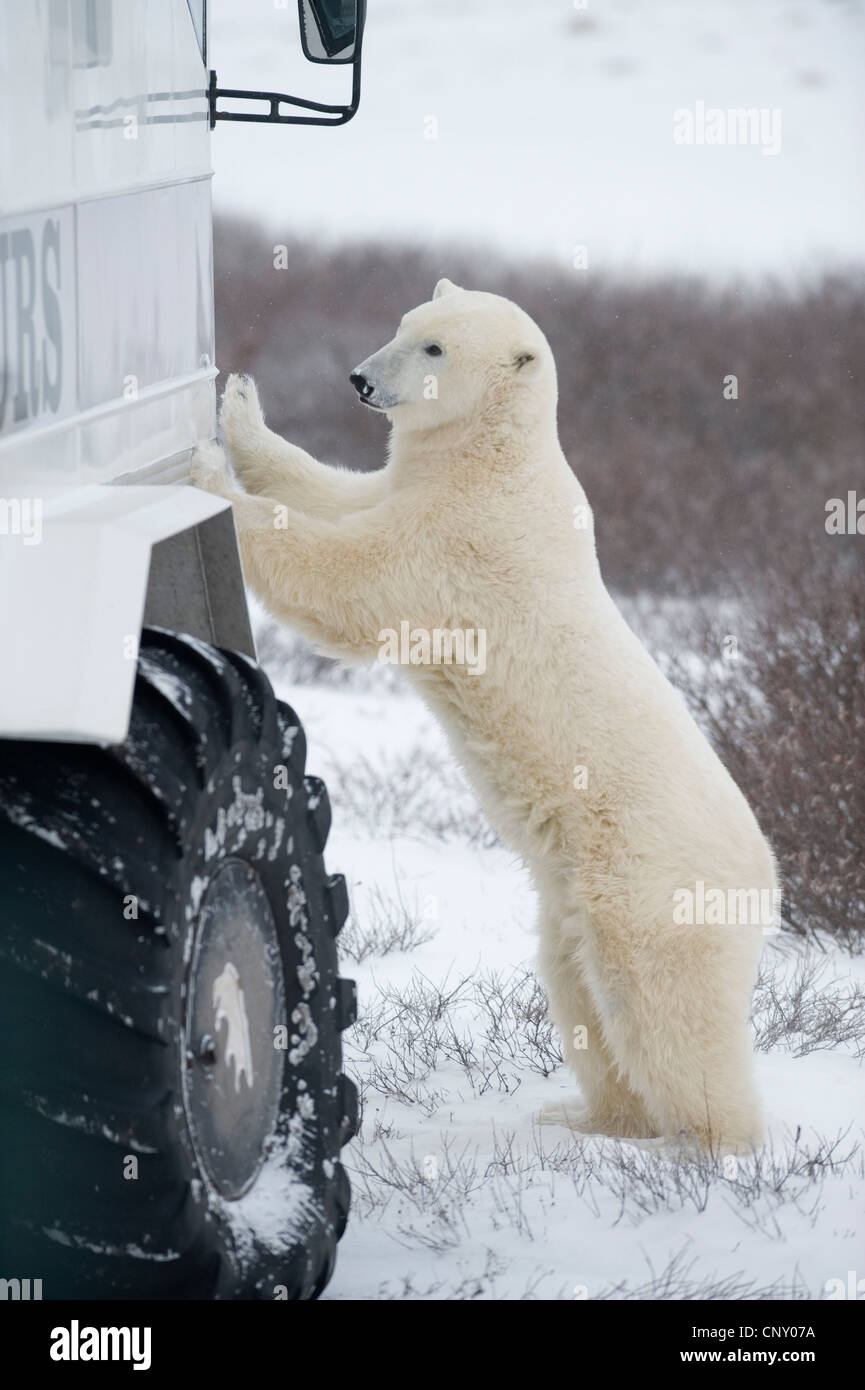 Polar Bear investigates a 'Tundra buggy' in Churchill, Manitoba Stock Photo