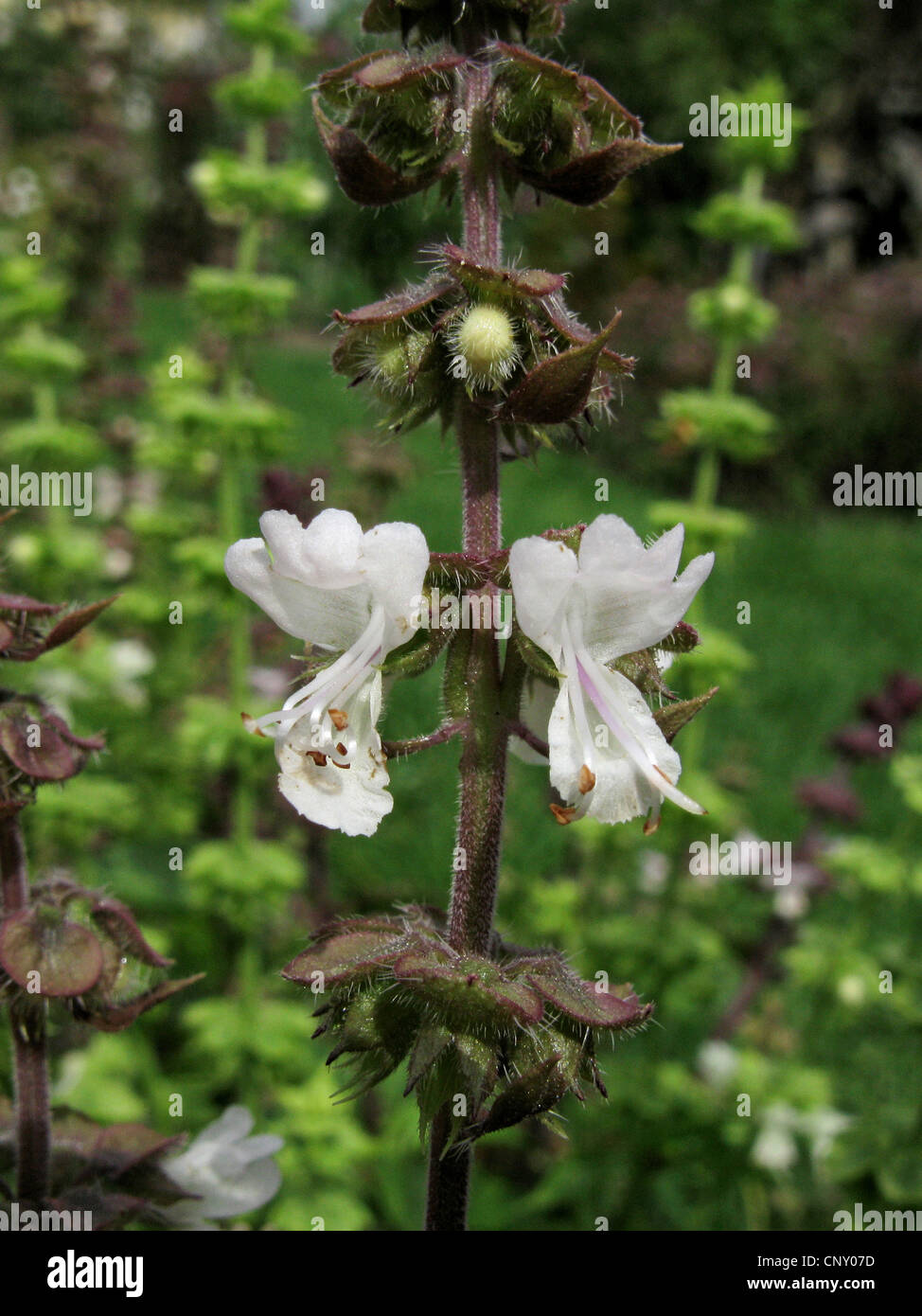 sweet basil (Ocimum basilicum), flowers Stock Photo Alamy