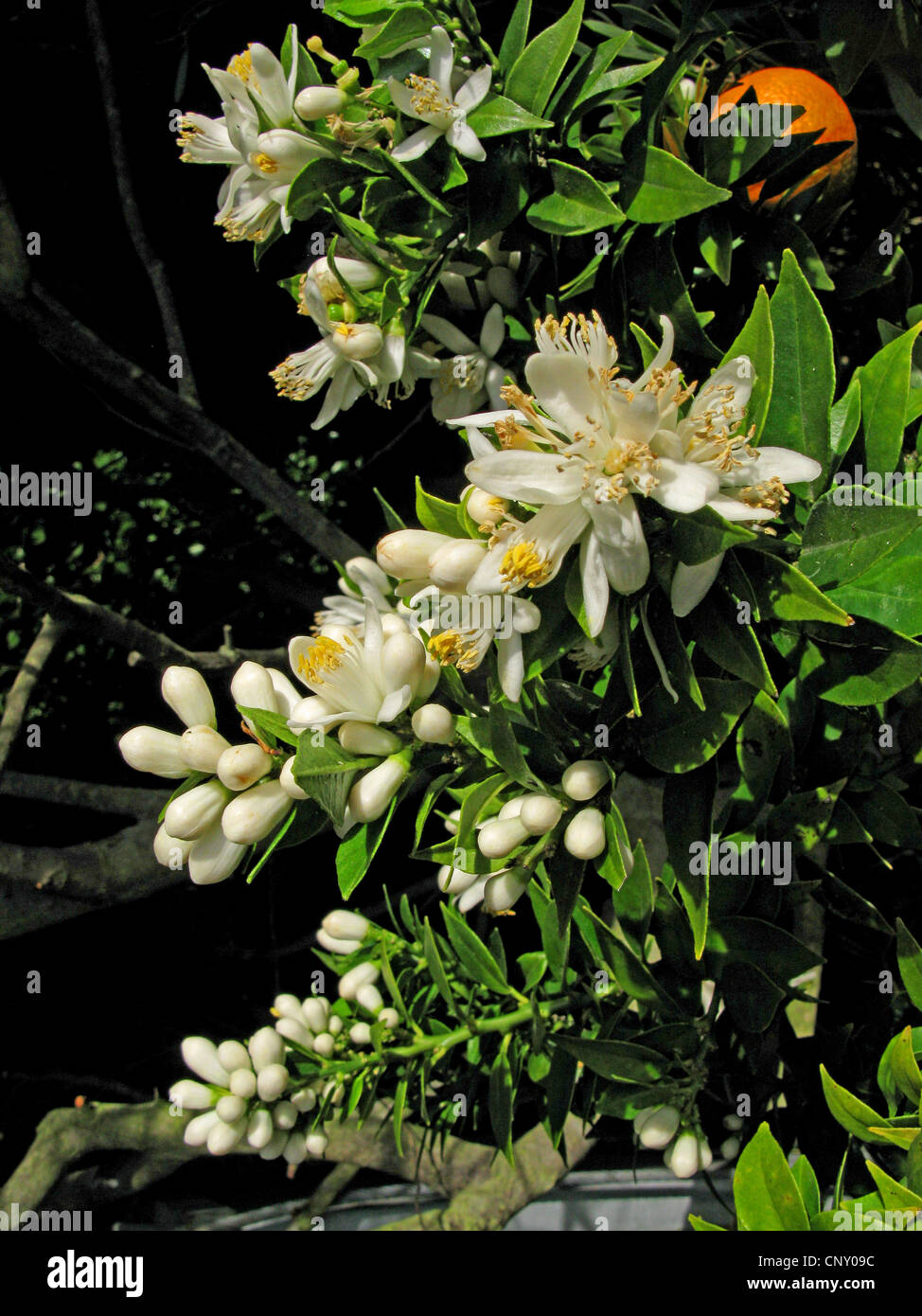 Chinotto, lemon (Citrus myrtifolia, Citrus x myrtifolia, Citrus aurantium Myrtifolia), blooming Stock Photo