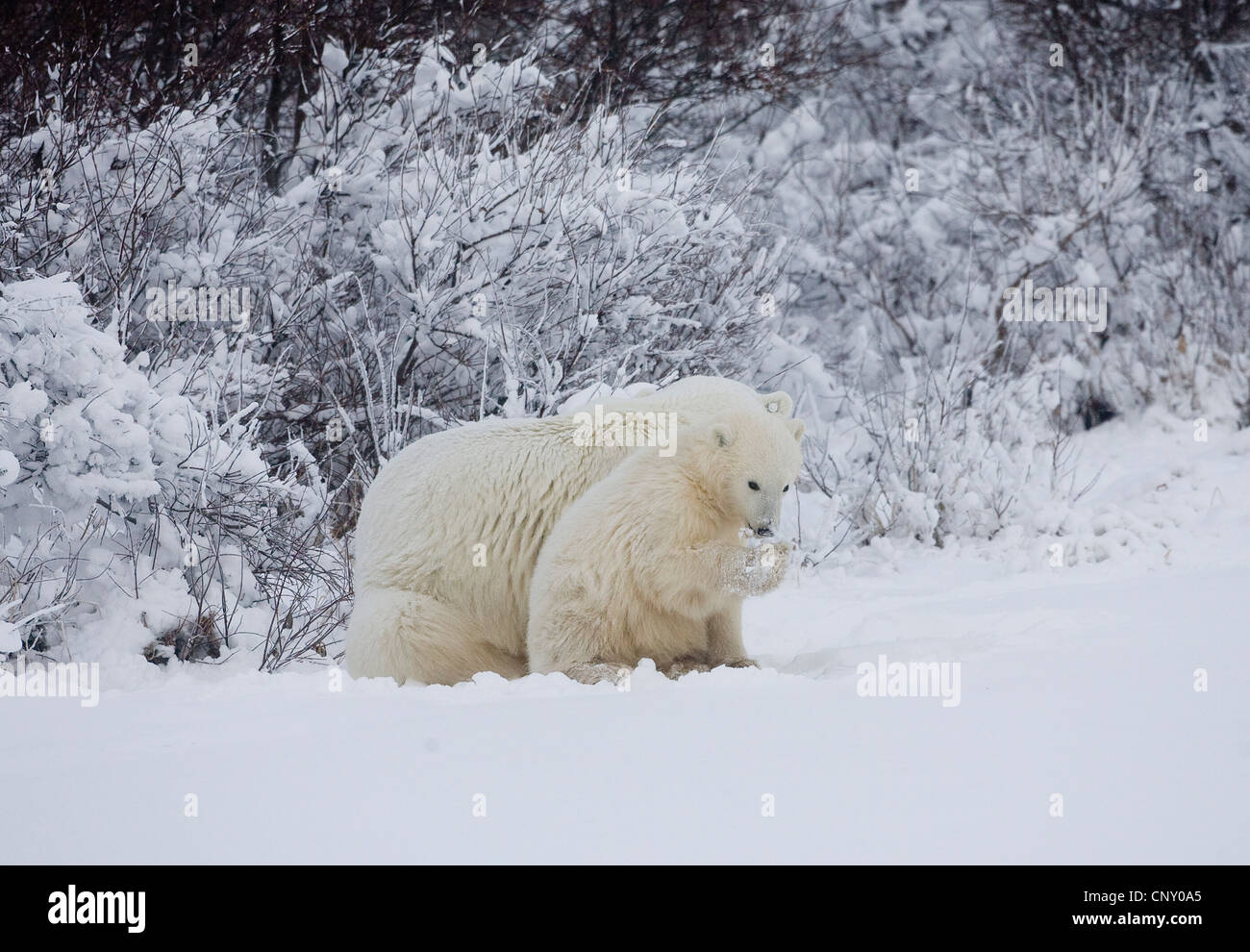 Polar Bears in Churchill, Manitoba Stock Photo