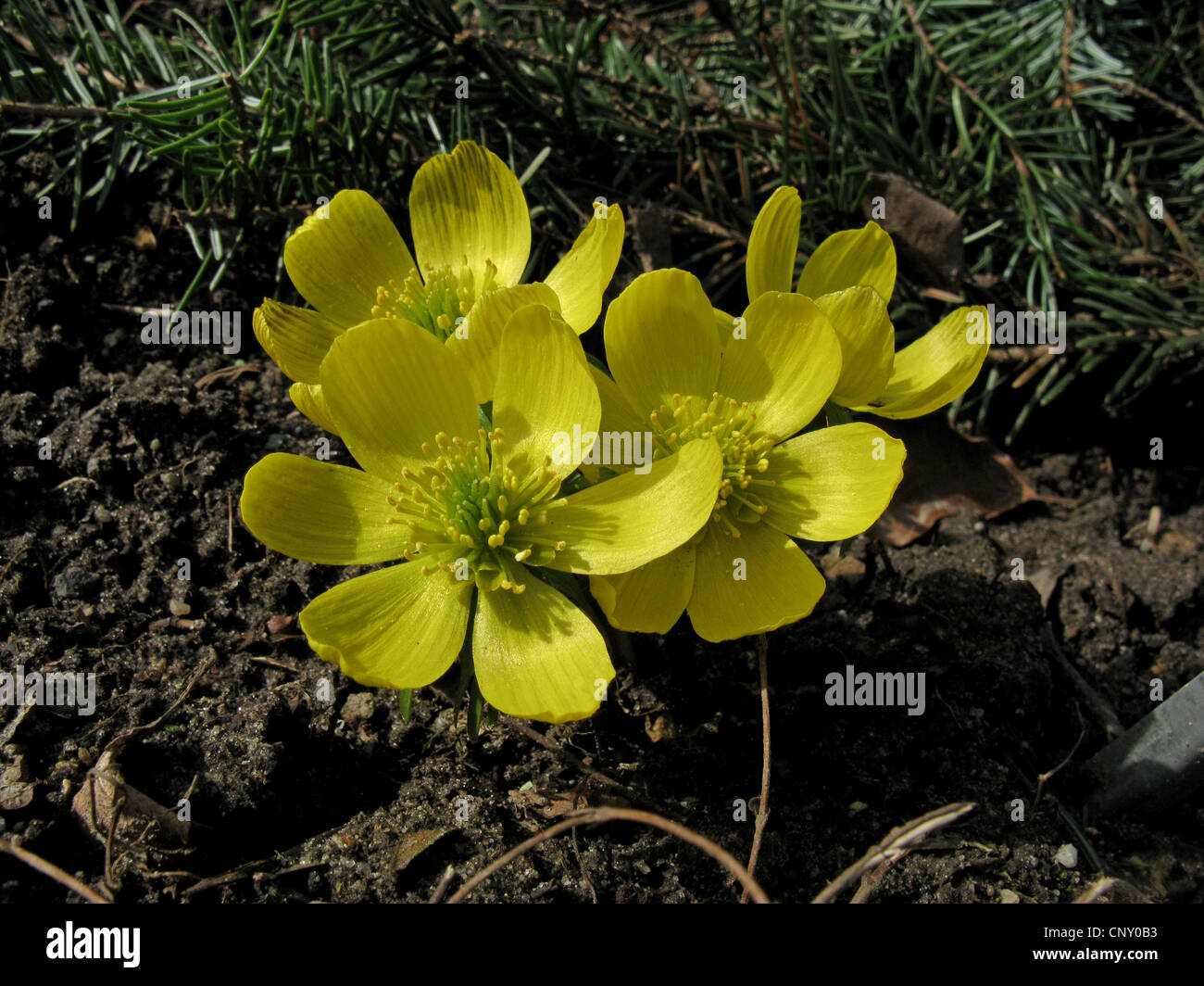 Turshish winter aconite (Eranthis ciliciaca), blooming Stock Photo