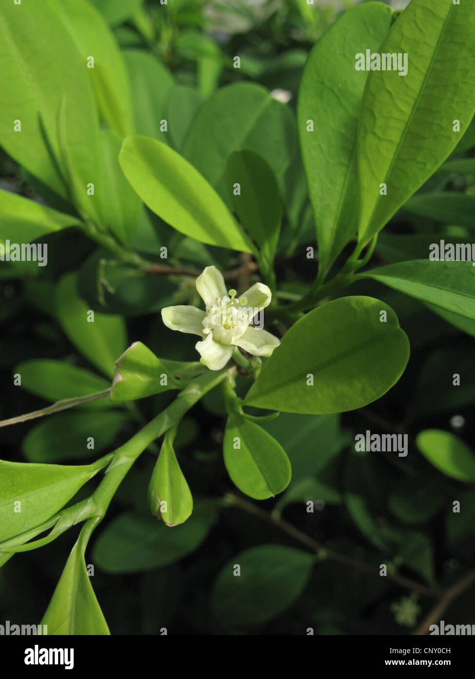 cocaine, Bolivian coca (Erythroxylon coca, Erythroxylum coca), flower Stock Photo