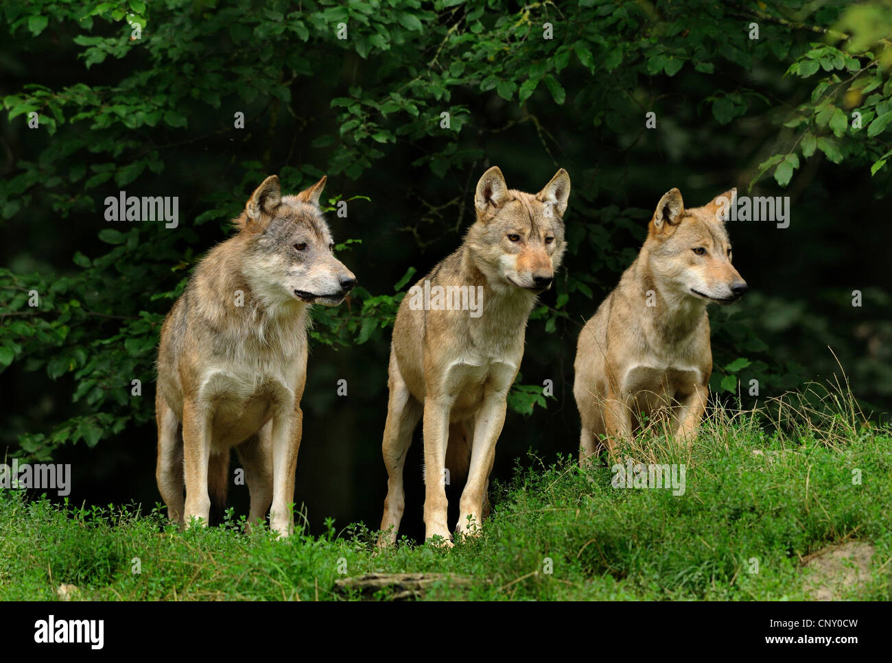 timber wolf (Canis lupus lycaon), three animals standing side by side at the edge of a forest (NO PERMISSION FOR HUNTING TOPICS) Stock Photo