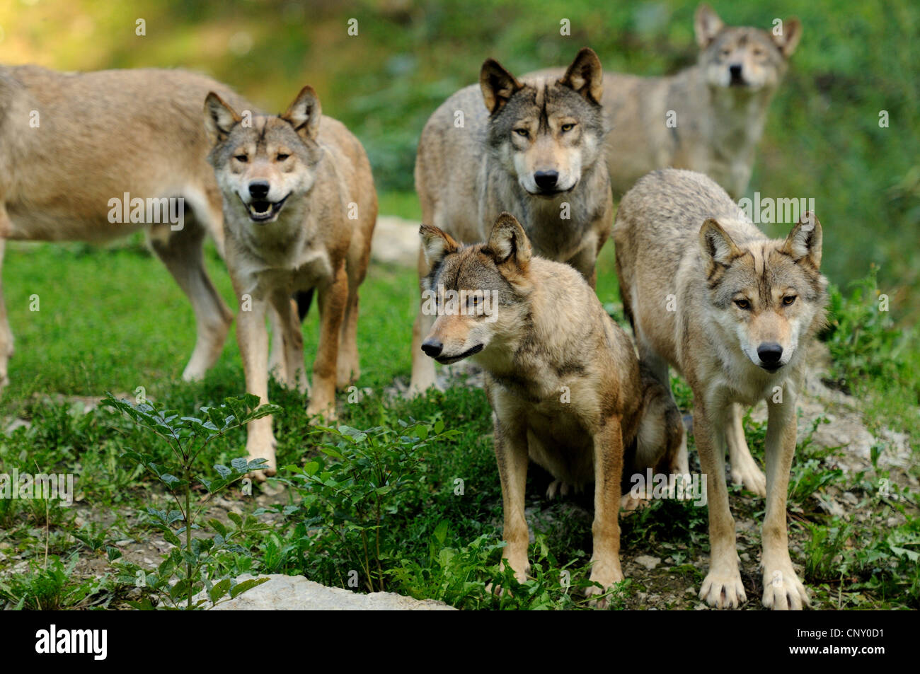 timber wolf (Canis lupus lycaon), pack standing in a meadow (NO PERMISSION FOR HUNTING TOPICS) Stock Photo