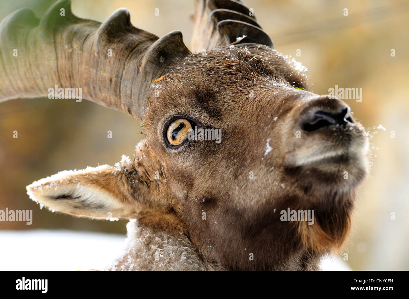 alpine ibex (Capra ibex), portrait (NO PERMISSION FOR HUNTING TOPICS) Stock Photo