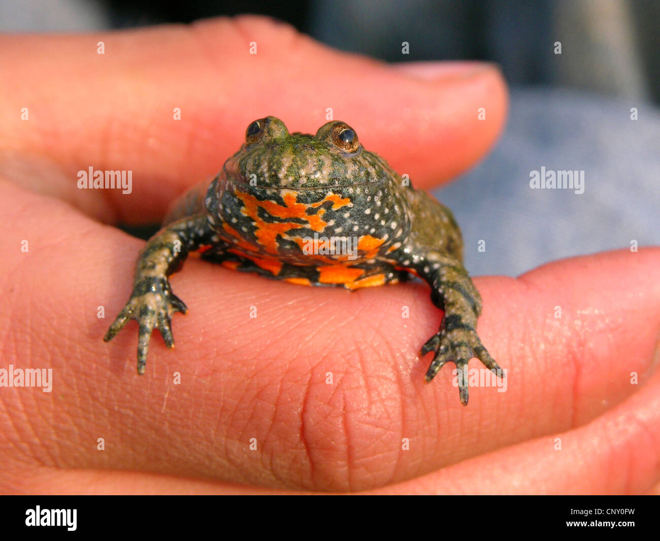 fire-bellied toad (Bombina bombina), in the hand of a child, Germany Stock Photo
