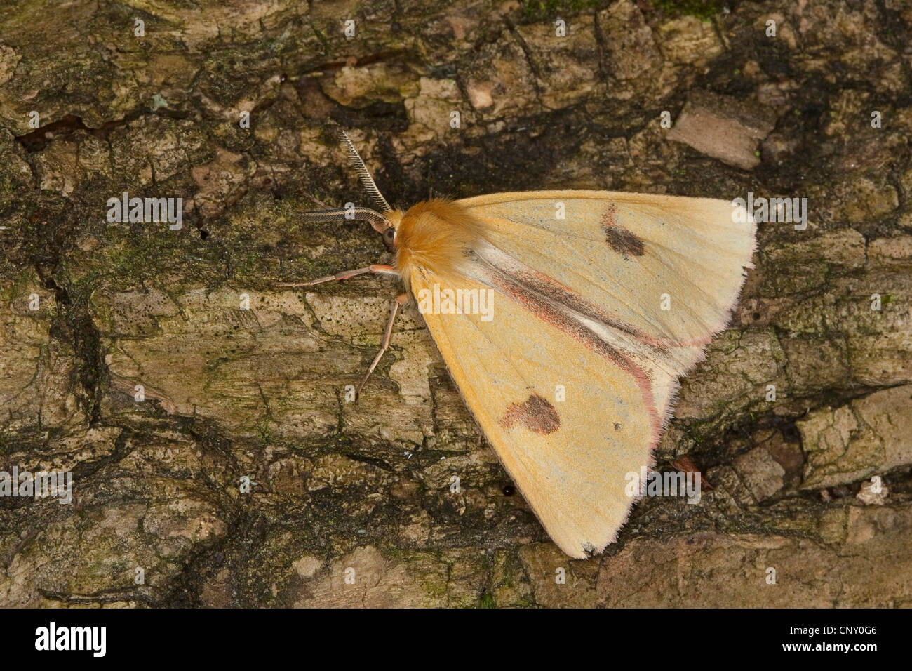 clouded buff moth (Diacrisia sannio), sitting on bark, Germany Stock Photo