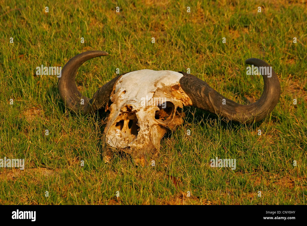 African buffalo (Syncerus caffer), scull lying in the grass, Botswana, Chobe National Park Stock Photo
