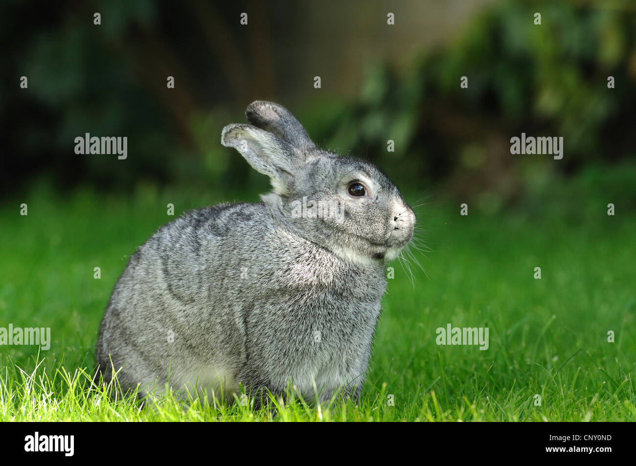 Chinchilla rabbit (Oryctolagus cuniculus f. domestica), bunny sitting in a meadow Stock Photo