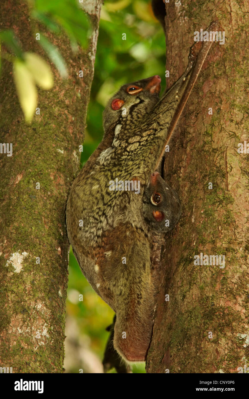 Malayan flying lemur, vobego (Cynocephalus variegatus), on a tree trunk, Malaysia, Sarawak, Borneo Stock Photo