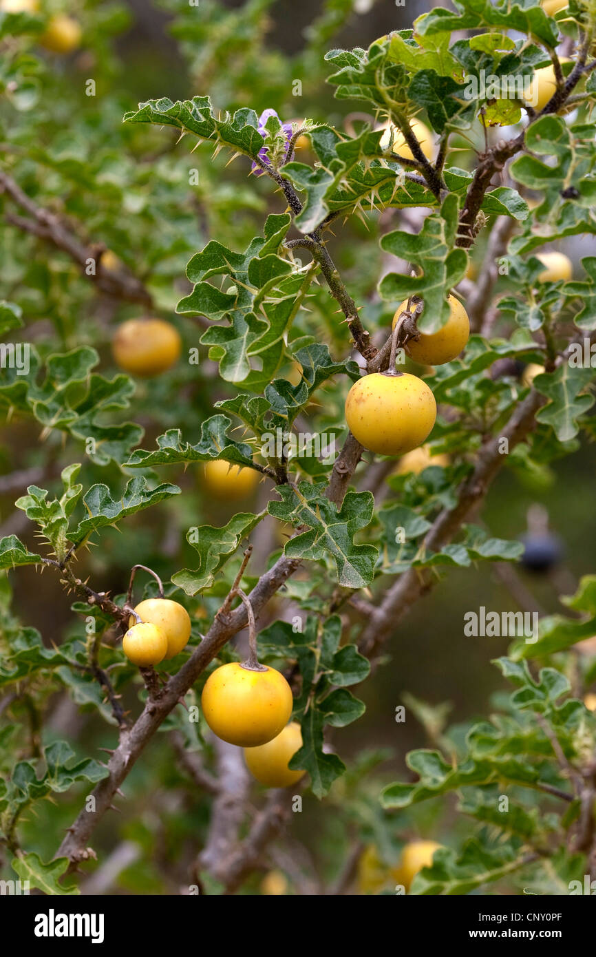 Devil's Apple, Apple of Sodom (Solanum sodomaeum, Solanum linnaeanum), fruiting Stock Photo