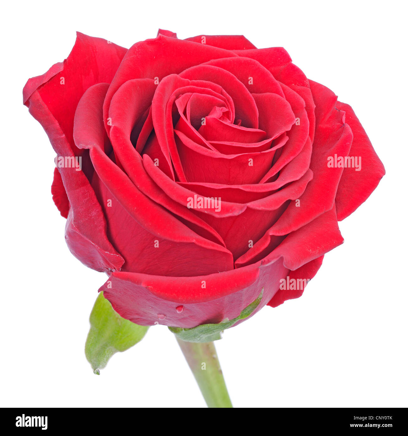 red rose Stock Photo