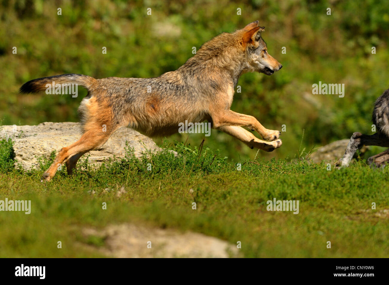 timber wolf (Canis lupus lycaon), running, NOT AVAILABLE FOR HUNTING TOPICS, Germany, Bavaria Stock Photo