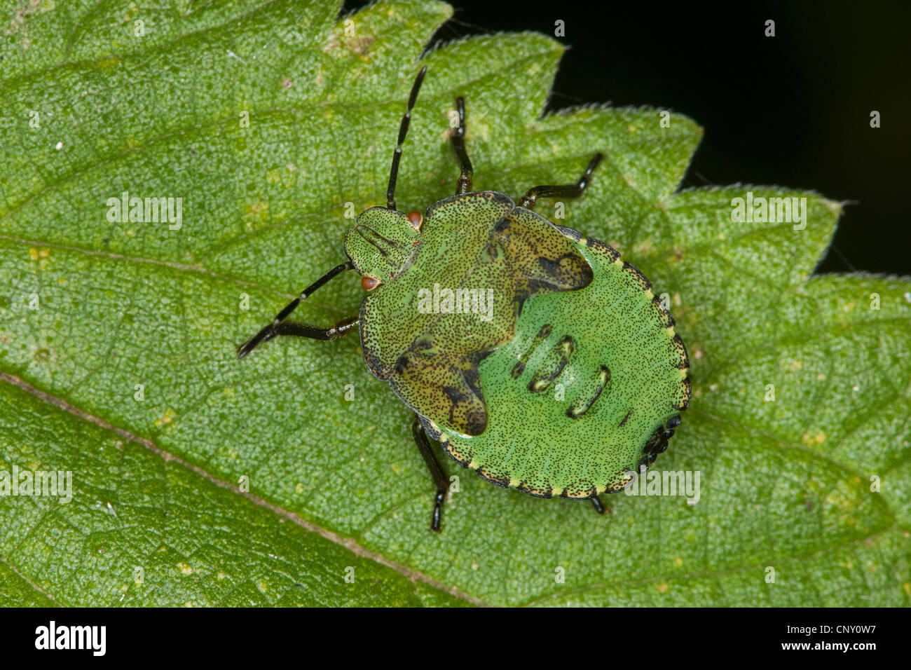 green shield bug, common green shield bug (Palomena prasina), juvenile, Germany Stock Photo