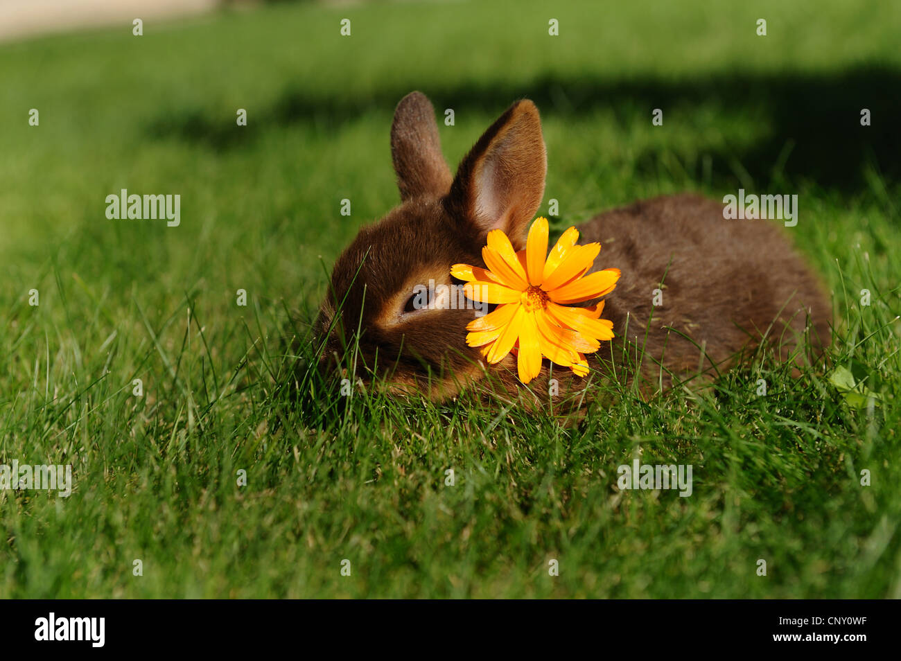 Netherland dwarf rabbit grass hires stock photography and images Alamy