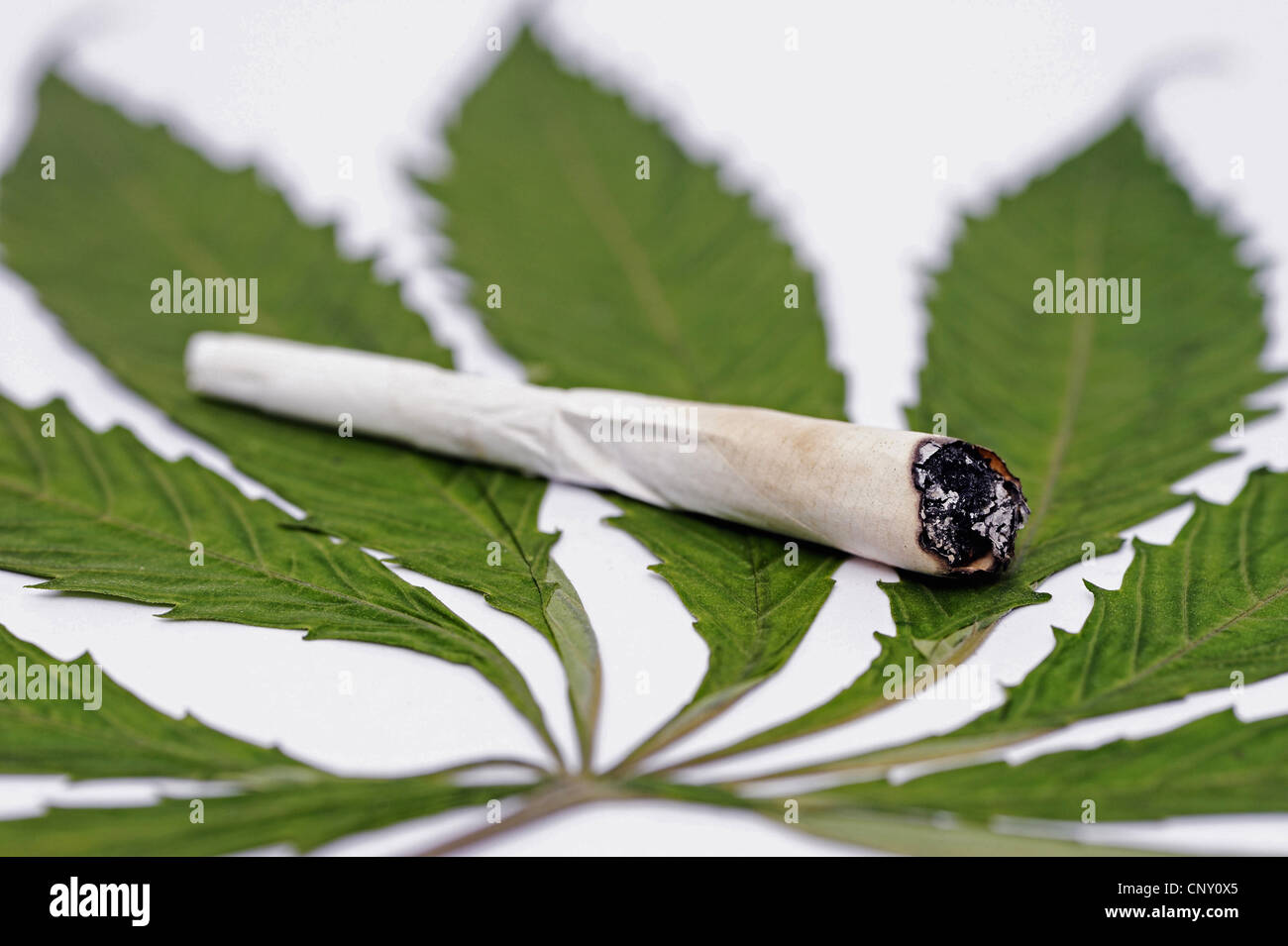Joint On White Background High Resolution Stock Photography and Images