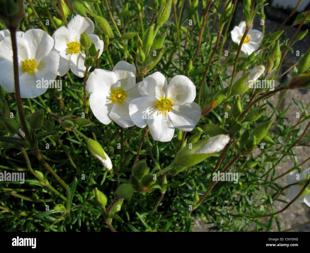 Rock Rose, Halimium (Halimium umbellatum), blooming Stock Photo