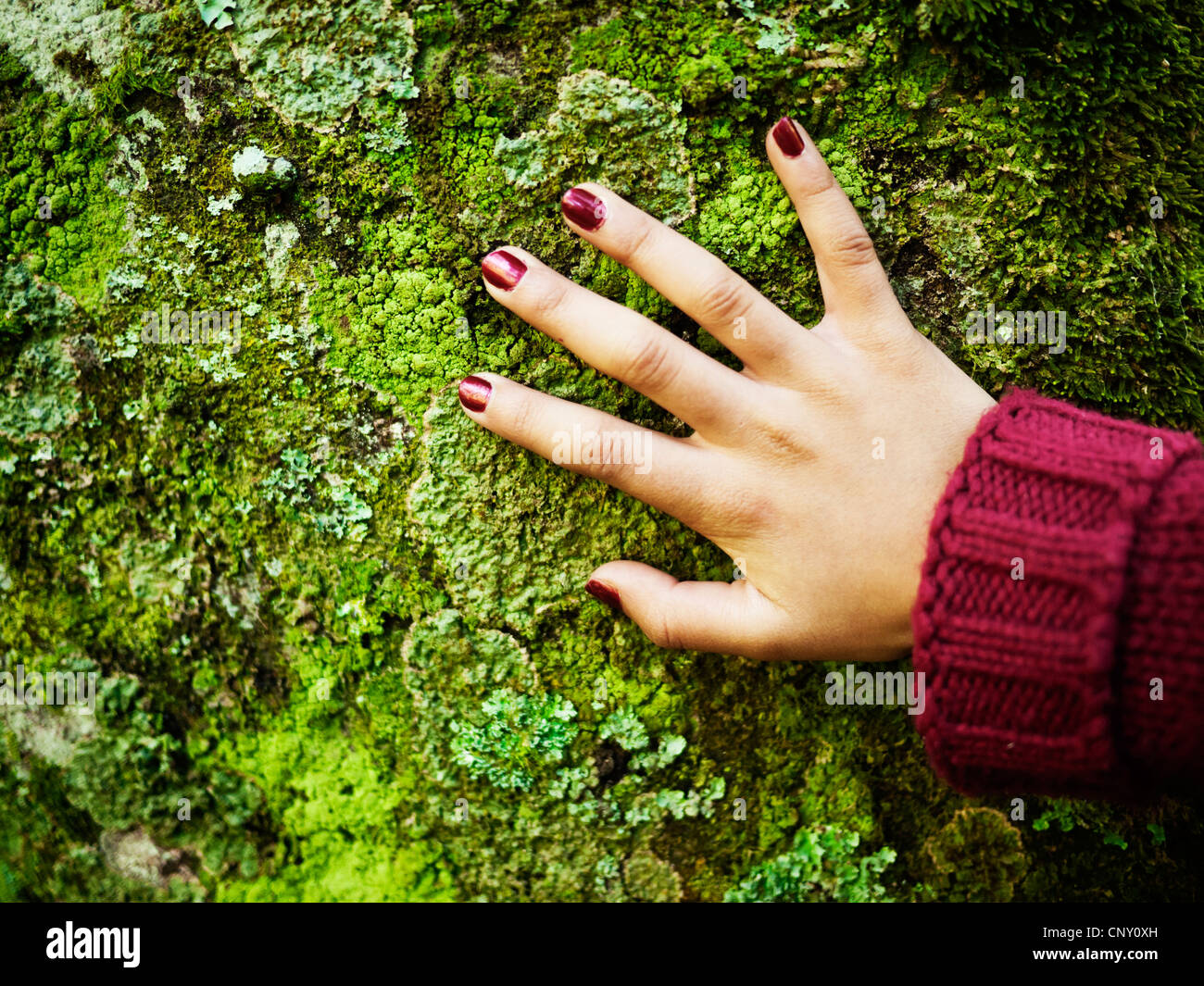 Girl places hand on lichen covered tree-trunk. Stock Photo