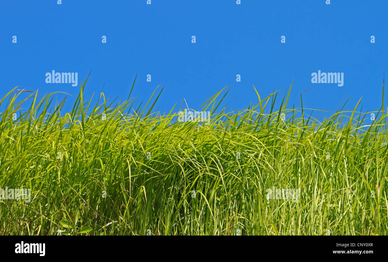 Fresh green grass blue sky hi-res stock photography and images - Alamy