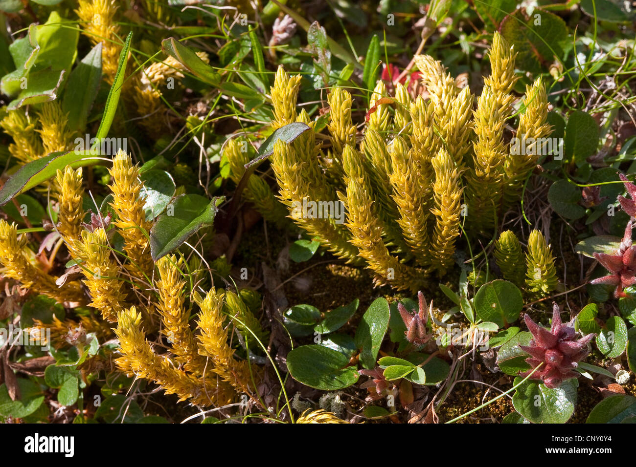 fir clubmoss, mountain clubmoss, fir-clubmoss (Huperzia selago, Lycopodium selago), Germany Stock Photo