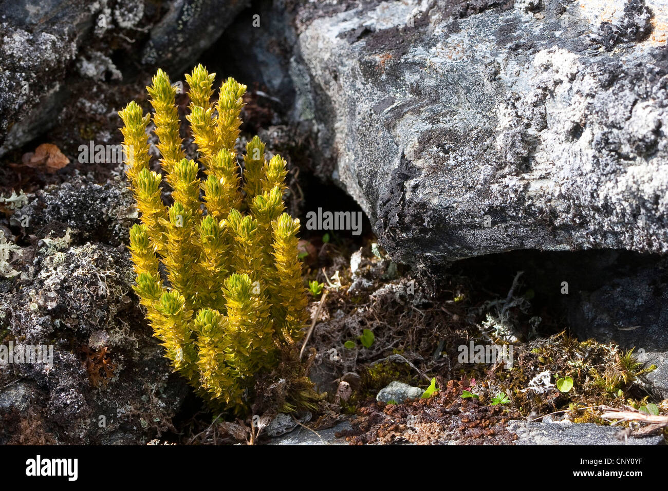 fir clubmoss, mountain clubmoss, fir-clubmoss (Huperzia selago, Lycopodium selago), Germany Stock Photo