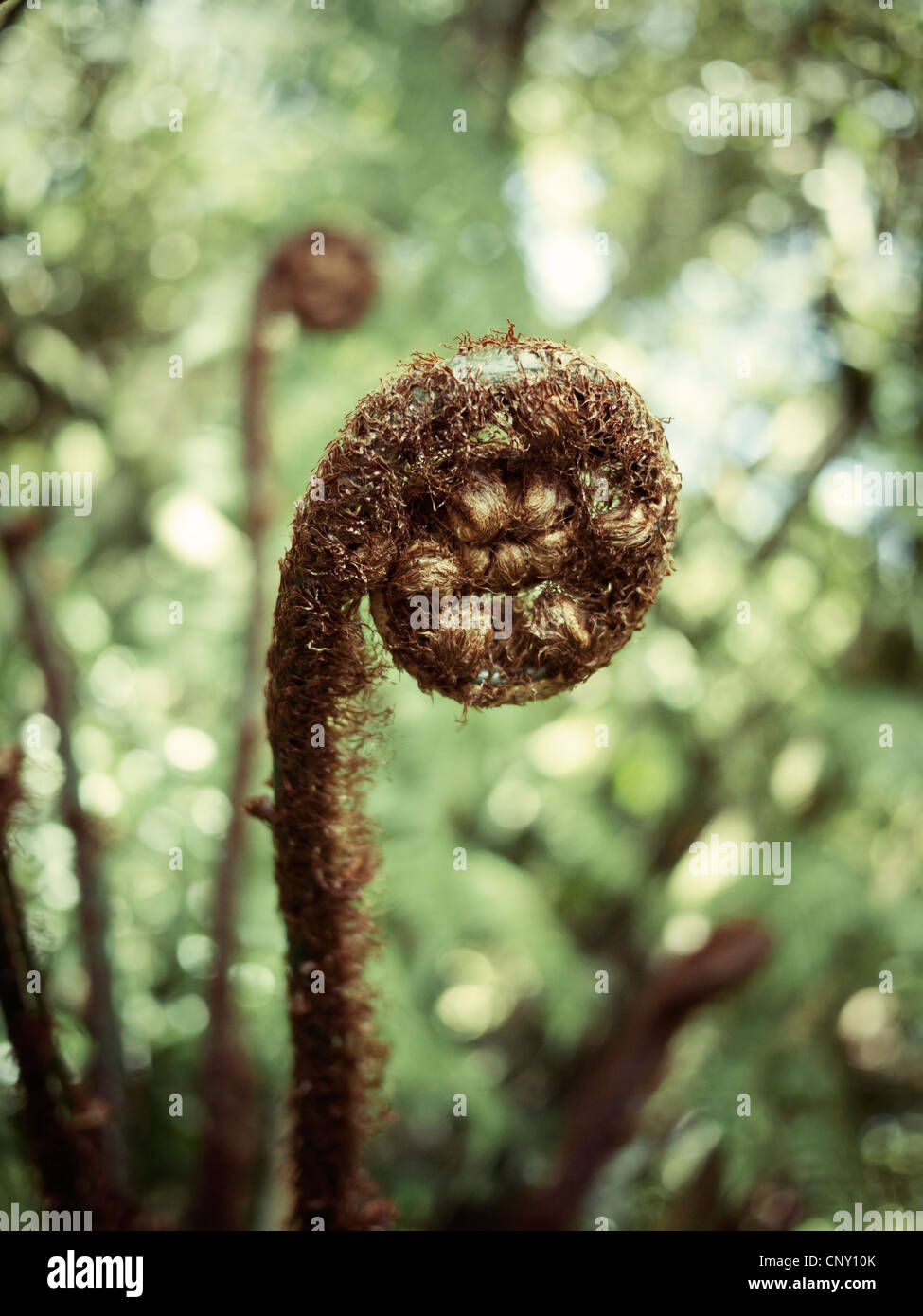 New growth: tree fern frond. Stock Photo