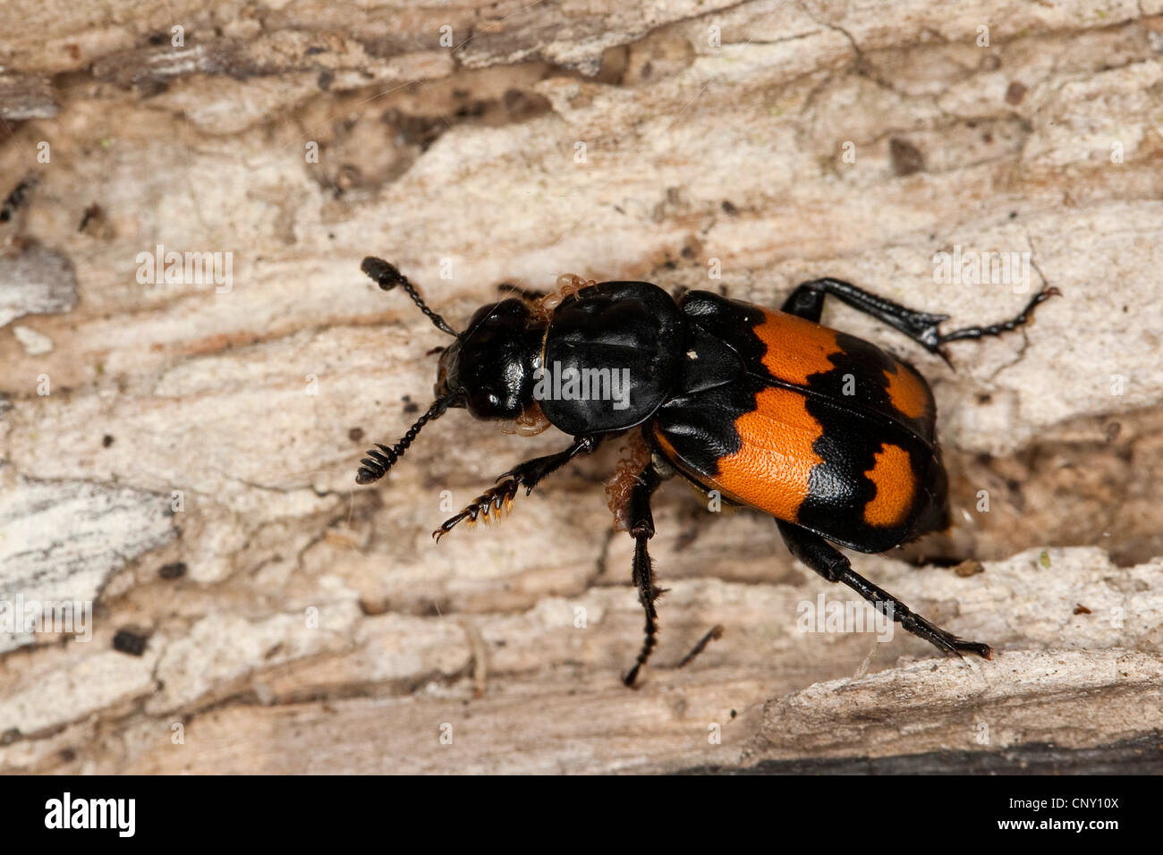 Burying beetle (Necrophorus vespilloides), sitting on wood, Germany Stock Photo