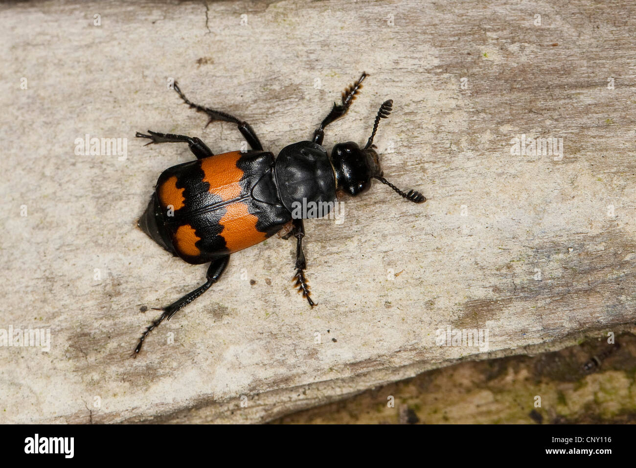 Burying beetle (Necrophorus vespilloides), sitting on wood, Germany Stock Photo