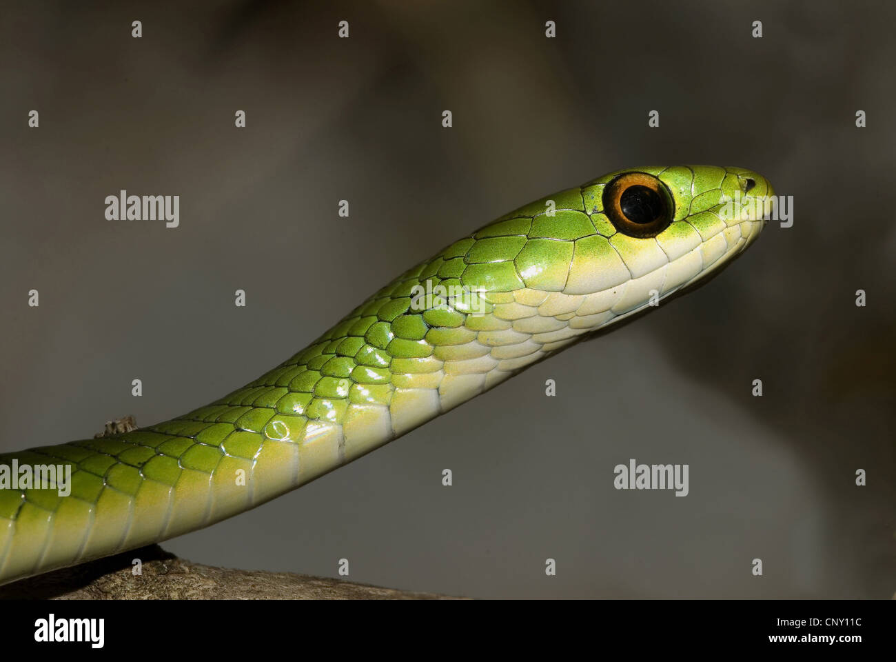 Batterby's Green Snake (Philothamnus battersbyi), portrait, Kenya, Masai Mara National Park Stock Photo
