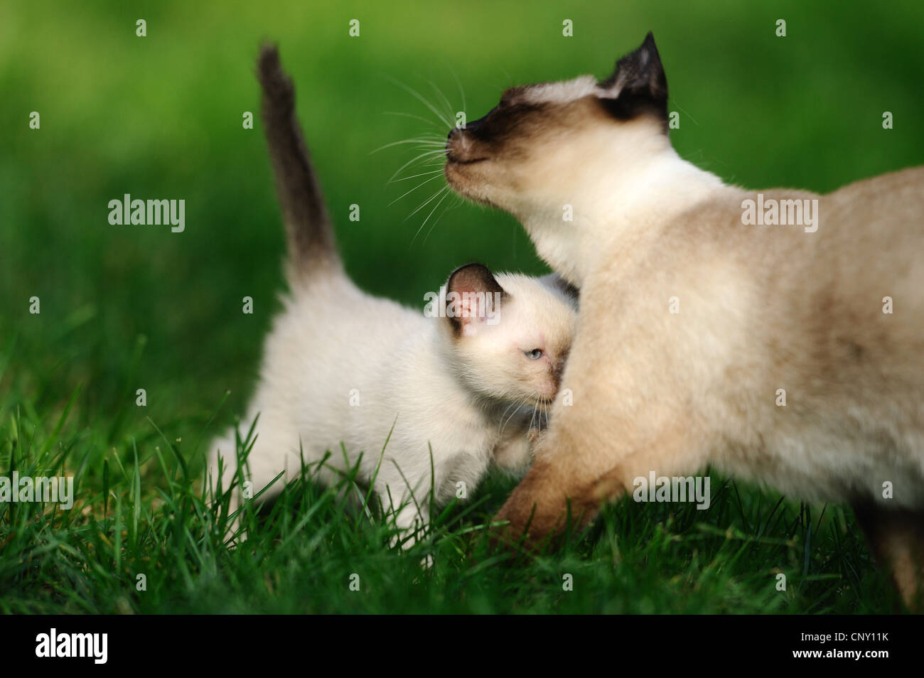 Siamese, Siamese cat (Felis silvestris f. catus), Siam Seal Point cat