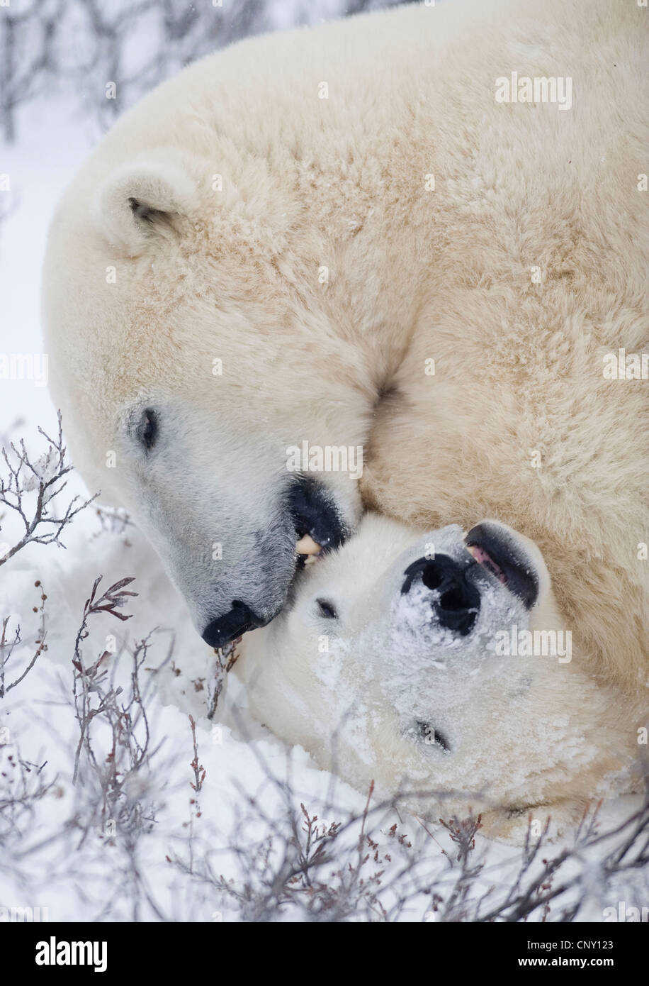 Polar Bears in Churchill, Manitoba Stock Photo