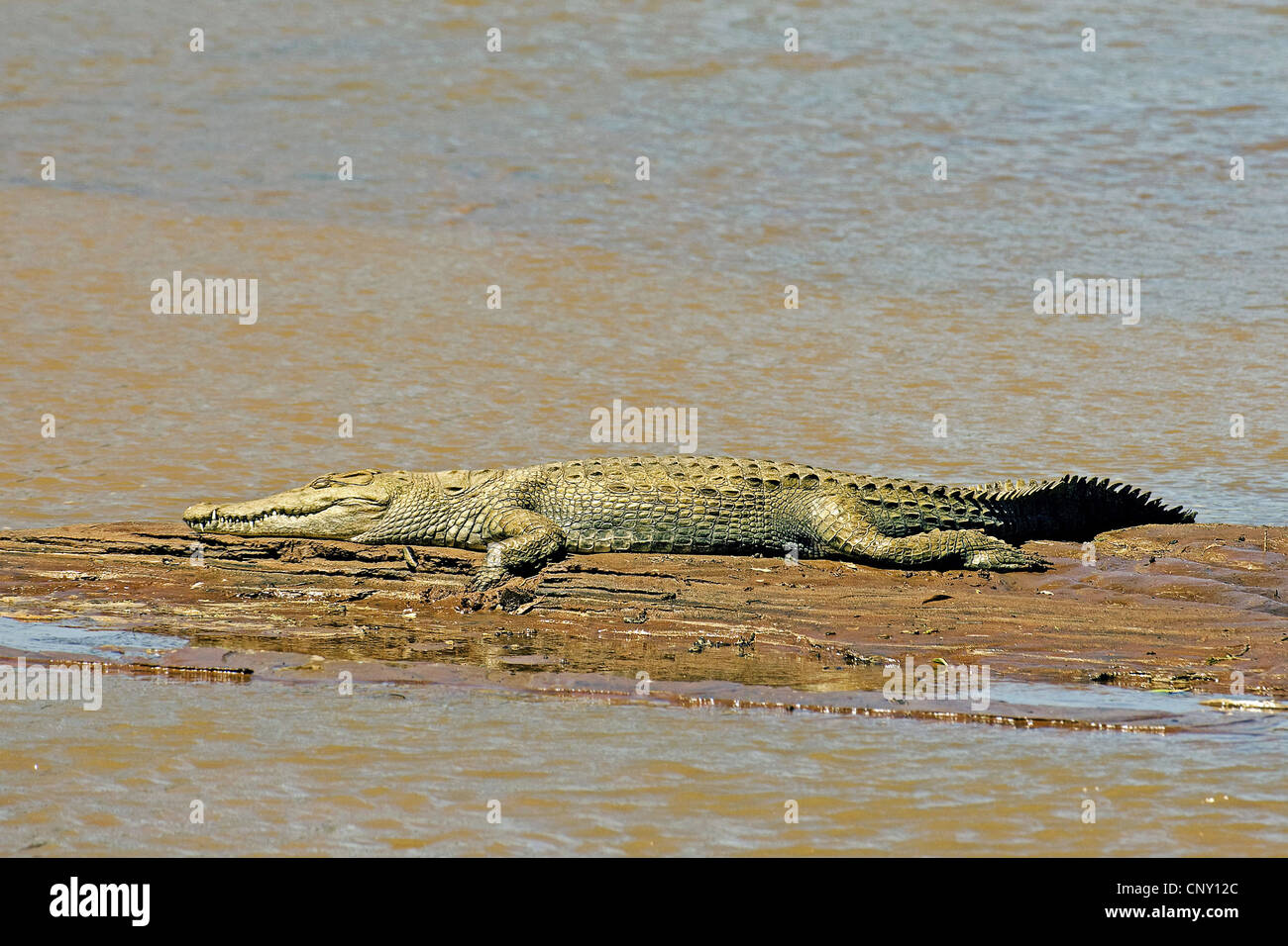 Nile crocodile (Crocodylus niloticus), lying on a bank of Mara River, Kenya Stock Photo