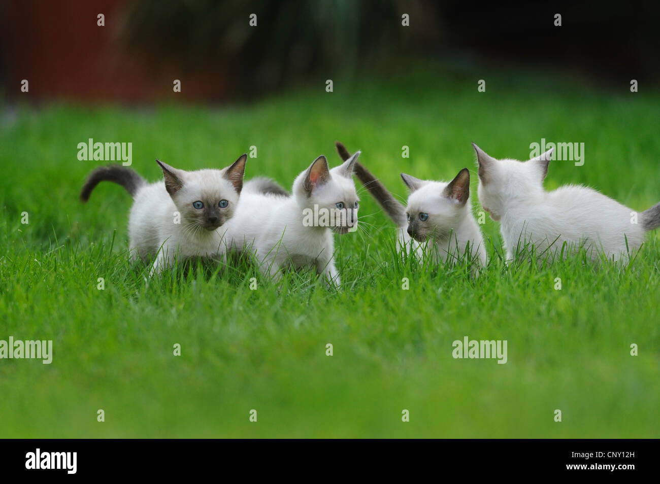 Siamese cats hires stock photography and images Alamy