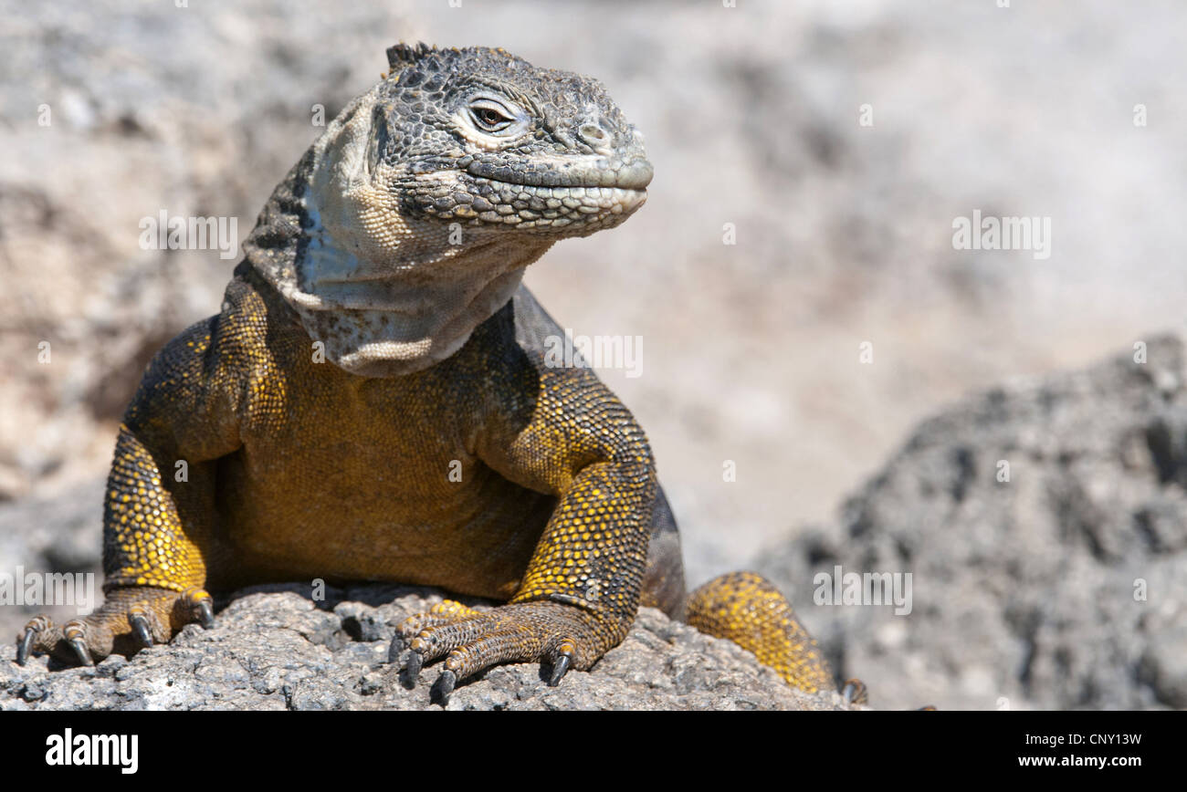 Galapagos land iguana (Conolophus subcristatus), sitting on rocks, Ecuador, Galapagos Islands, South Plaza Stock Photo