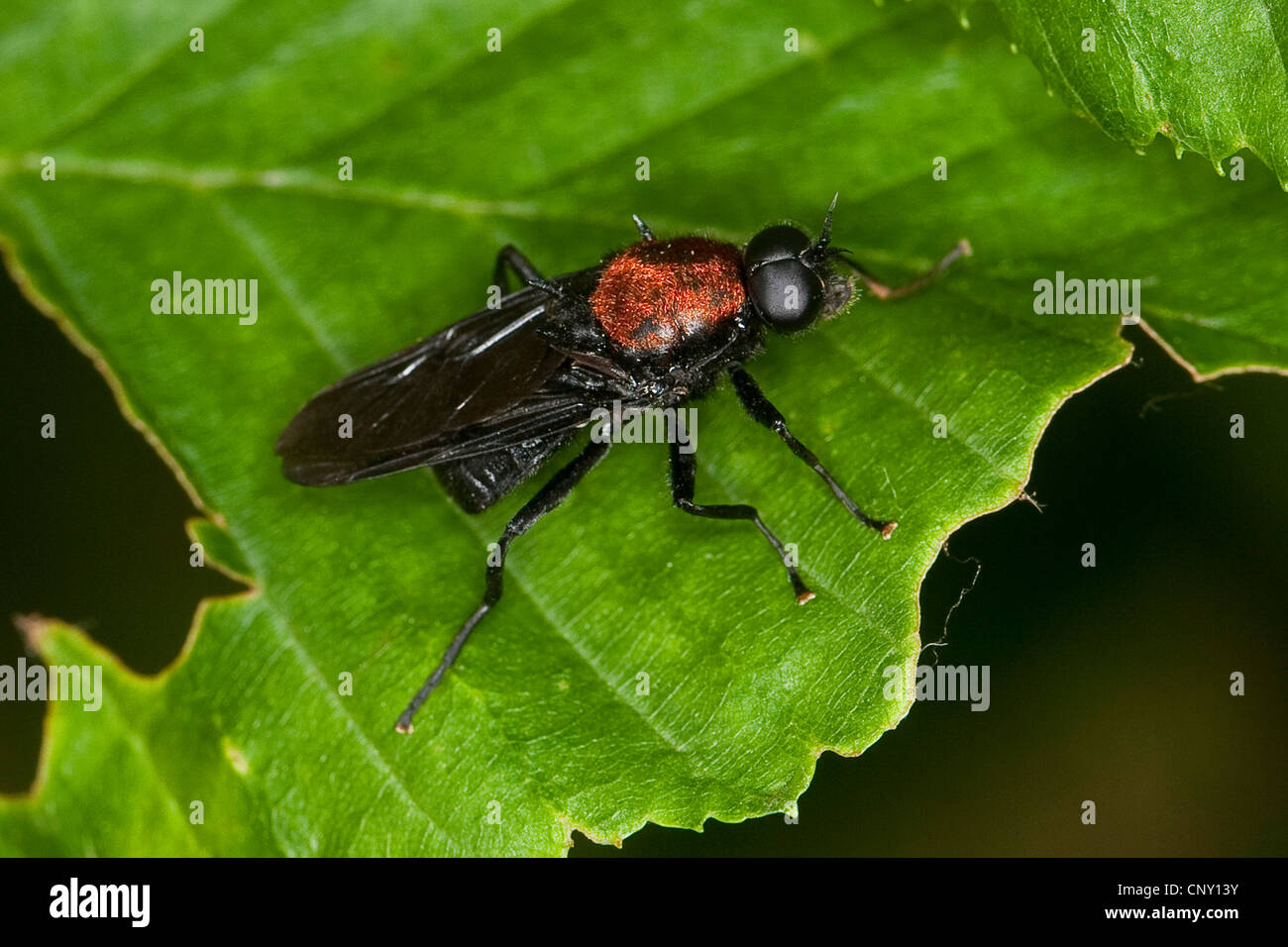 soldier fly (Clitellaria ephippium), sitting on a leaf, Germany Stock Photo