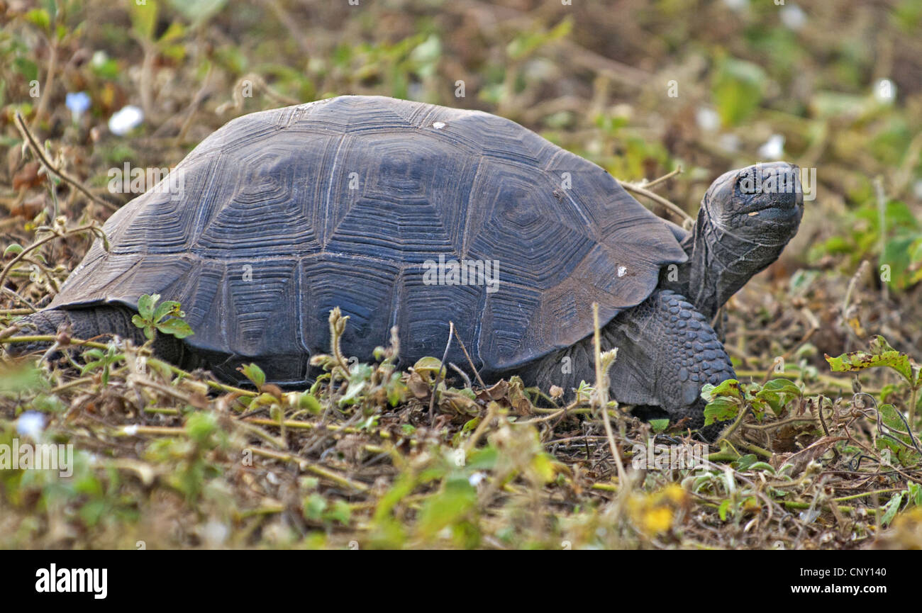 Darwin giant tortoise (Chelonoidis nigra microphyes, Testudo elephantopus microphyes, Geochelone elephantopus microphyes, Chelonoides elephantopus microphyes), This is a rather small specimen, Ecuador, Galapagos Islands, Isabela, Urvina Bay Stock Photo