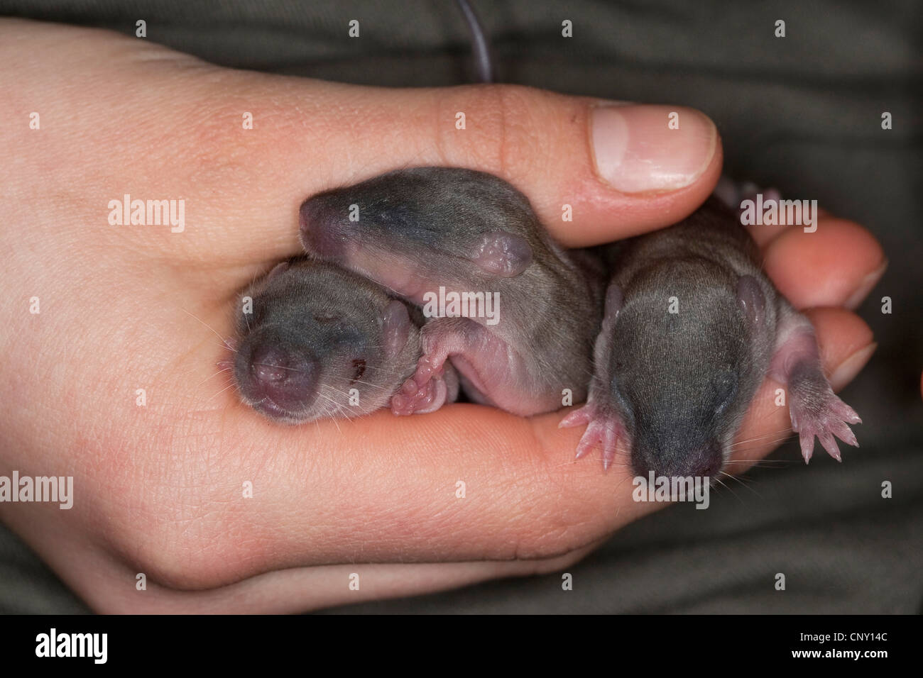 brown rat, commo brown rat, Norway rat, common rat (Rattus norvegicus), orphaned pups in a hand of a girl, Germany Stock Photo