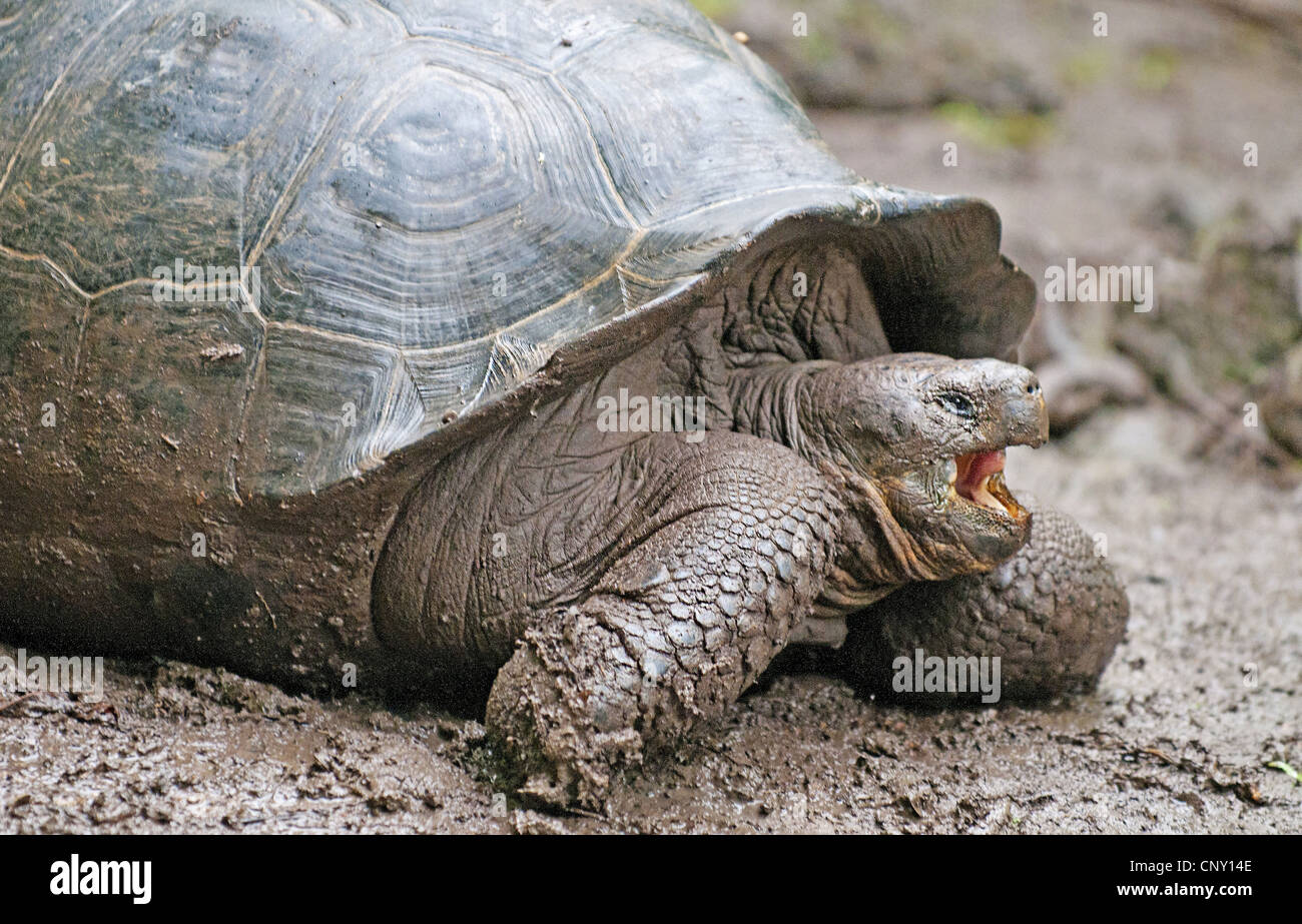 Galapagos giant tortoise (Chelonodis nigra, Geochelone elephantopus, Geochelone nigra, Testudo elephantopus, Chelonoides elephantopus), snarling, Ecuador, Galapagos Islands Stock Photo