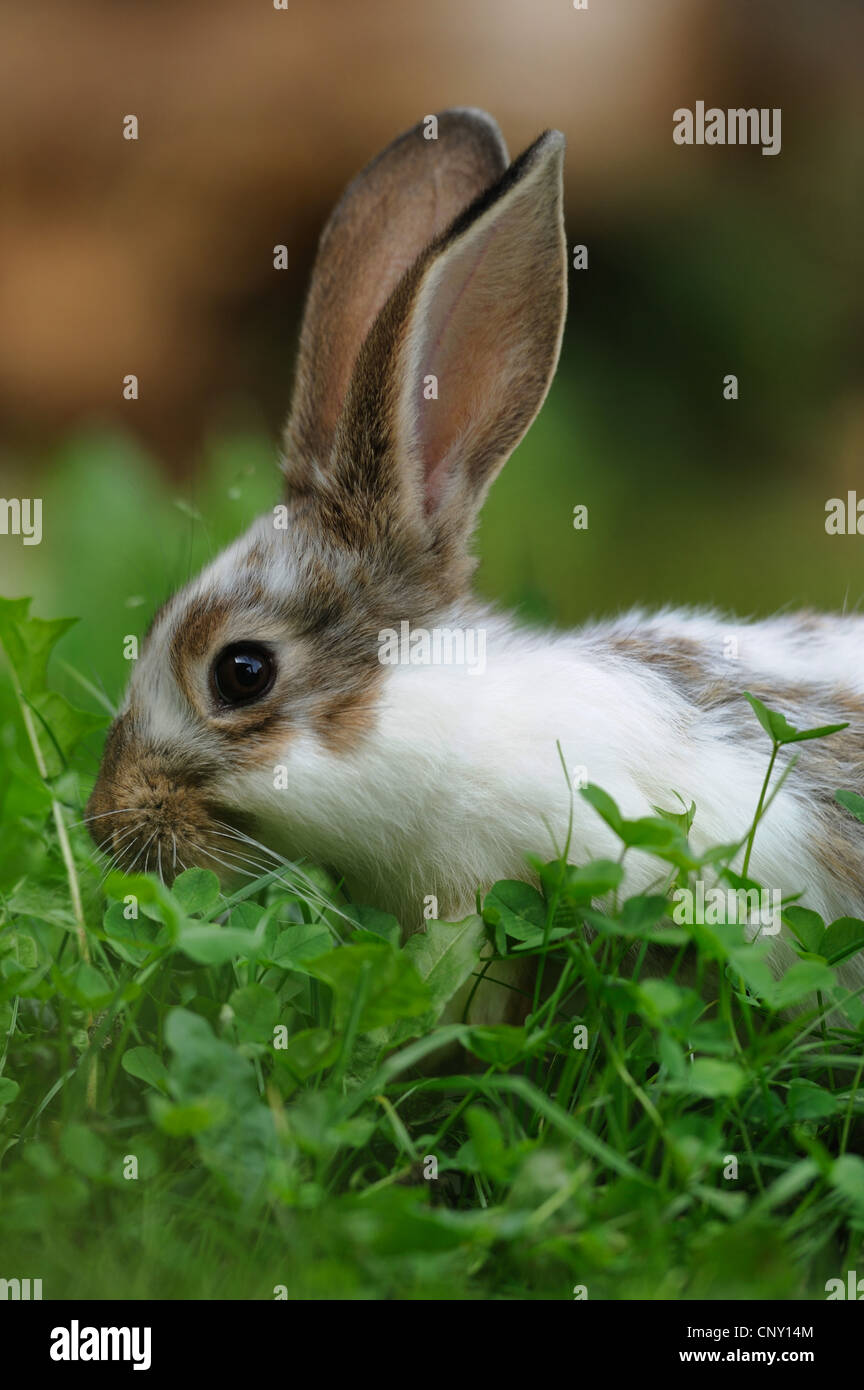 domestic rabbit (Oryctolagus cuniculus f. domestica), bunny sitting amongst clovers, Germany Stock Photo