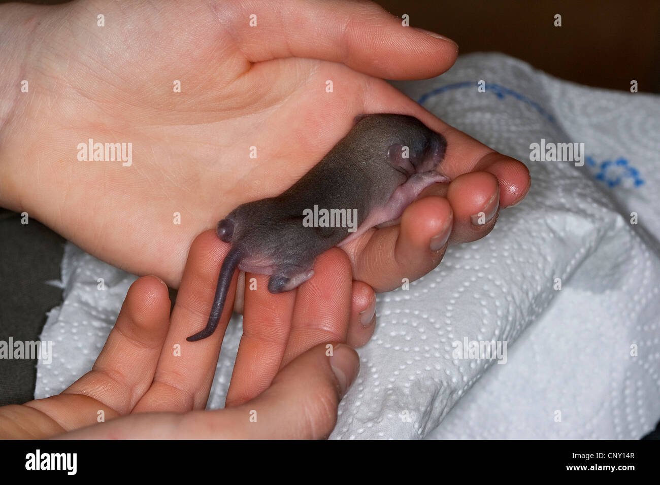 brown rat, commo brown rat, Norway rat, common rat (Rattus norvegicus), orphaned pup in a hand of a girl, massage of the belly and bottom against indigestions, Germany Stock Photo