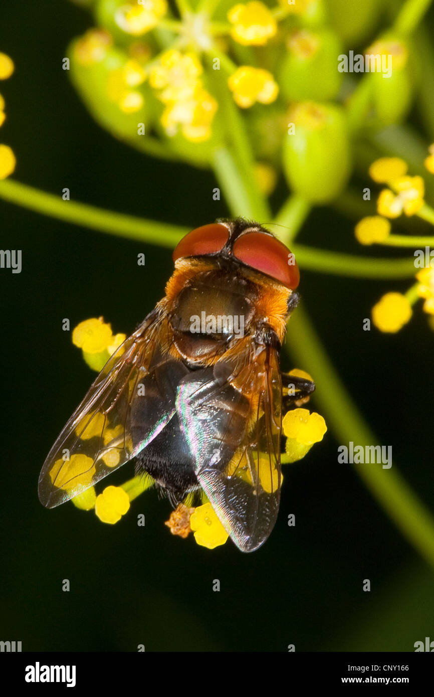 Tachinid, Parasitic fly (Phasia hemiptera, Alophora hemiptera), on yellow flowers, Germany Stock Photo