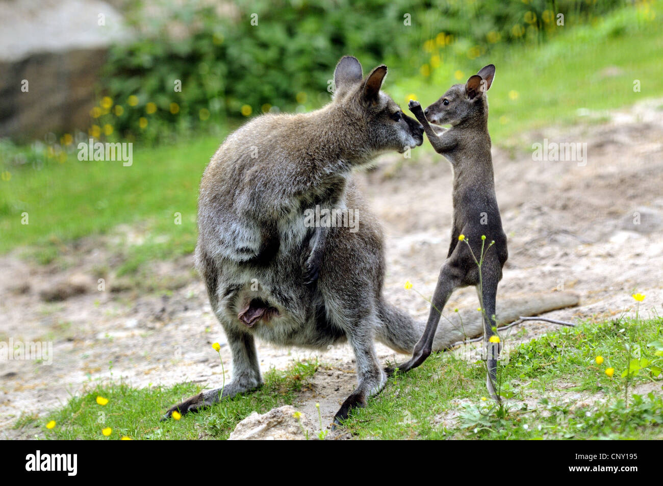 red-necked wallaby, Bennett�s Wallaby (Macropus rufogriseus, Wallabia rufogrisea), mother with pup boxing Stock Photo