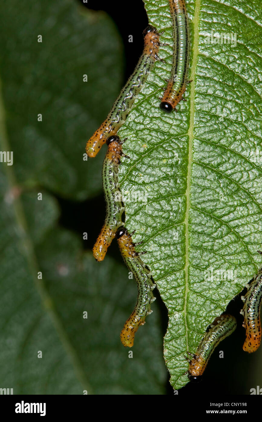 Willow sawfly (Pteronus salicis, Pteronidea salicis, Nematus salicis), larvae feeding on a leaf, Germany Stock Photo