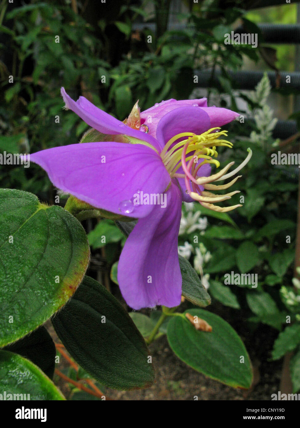 mushroom (Plectania melastoma), flower Stock Photo