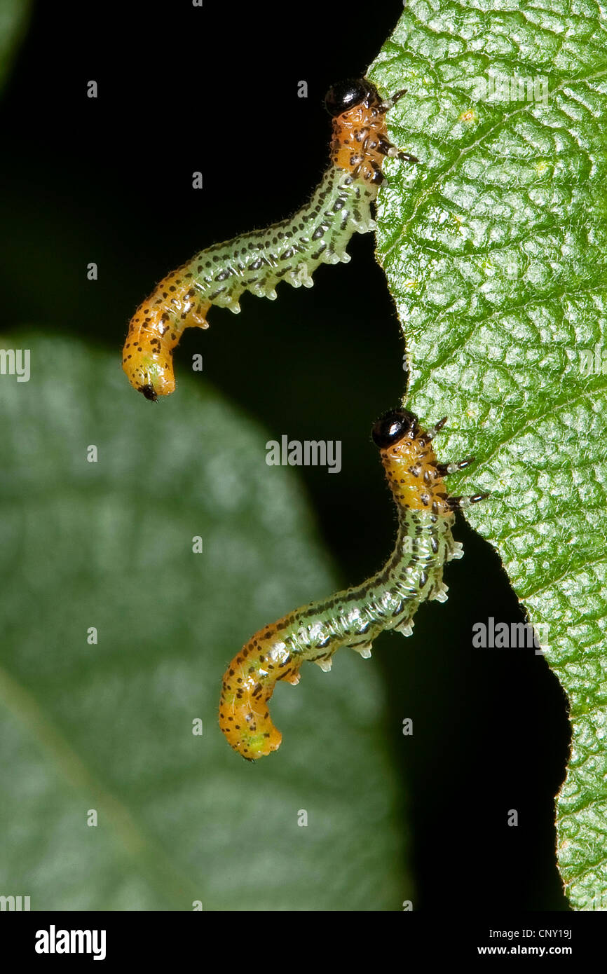 Willow sawfly (Pteronus salicis, Pteronidea salicis, Nematus salicis), larvae feeding on a leaf, Germany Stock Photo