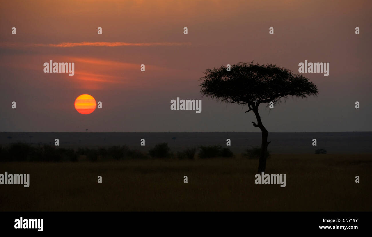 sunrise over the savannah, Kenya, Serengeti, Masai Mara National Park, Maasai Mara Stock Photo