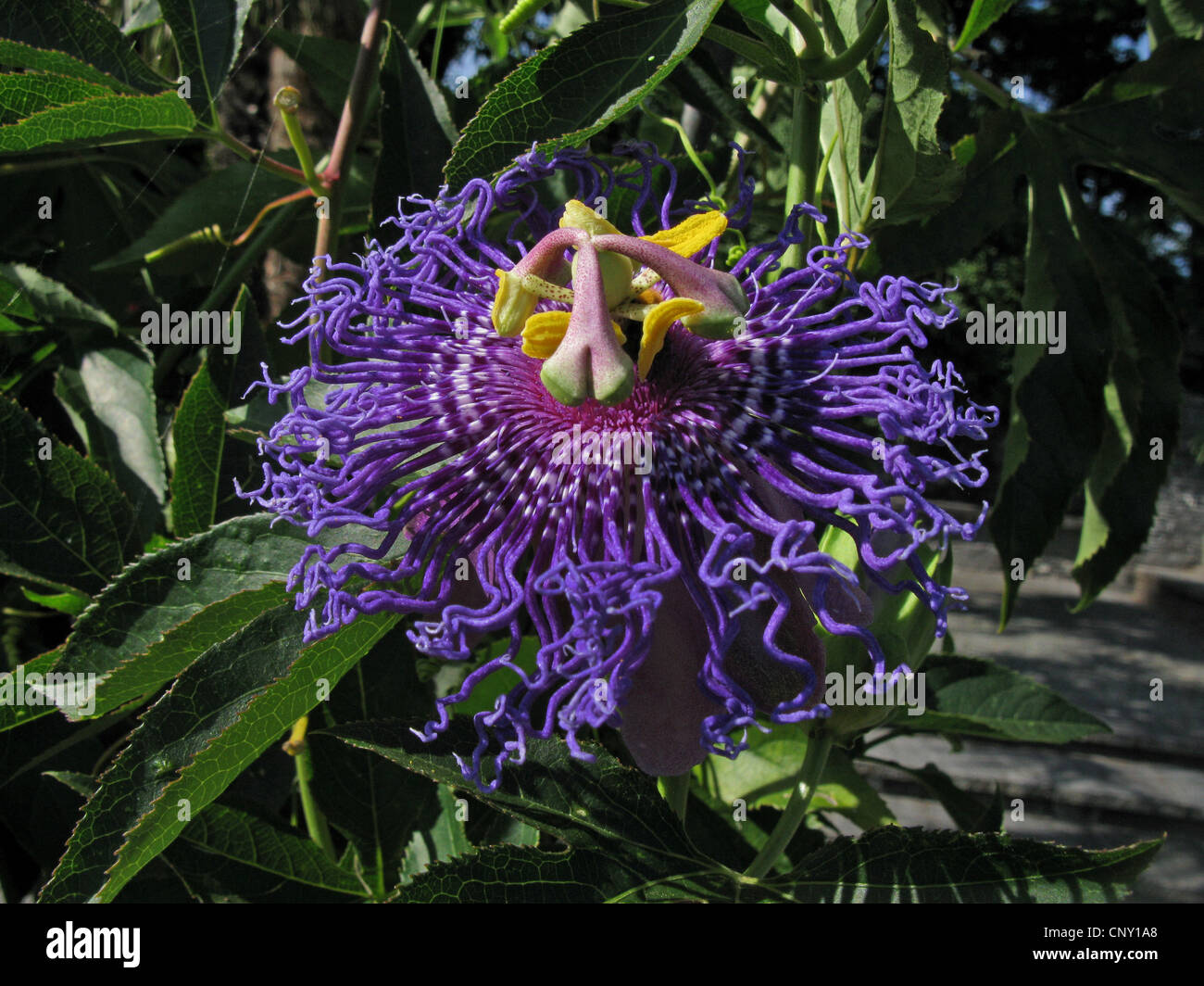 Passion flower (Passiflora 'Temptation', Passiflora Temptation, Passiflora incarnata x cincinnata), flower Stock Photo