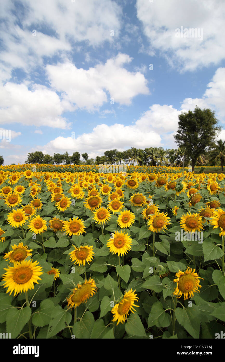 Sunflower field in South India Stock Photo - Alamy